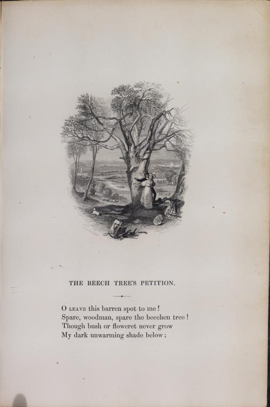 R628 The Beech Tree’s Petition