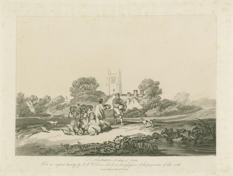 R817 Autumn Sowing Grain